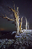 The Milky Way over ancient bristlecone pines.