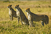 Geparden, Acinonyx jubatus, in der Maasai Mara, Kenia; Im westlichen Teil des Maasai Mara National Reserve, in der Nähe des Musiara Gate, Kenia.