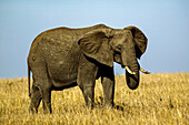 African elephant, Loxodonta africana, in the Maasai Mara, Kenya.; Maasai Mara National Reserve, in the Rift Valley, Kenya.