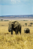 Elefantenmutter und Elefantenbaby, Loxodonta africana, in Kenia; Maasai Mara National Reserve, im Rift Valley, Kenia.