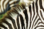 Eine Nahaufnahme des Halses eines Zebras, Equus burchelli, in Kenia; Nairobi National Park, nahe Nairobi, in Kenia.