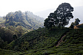 Teepflanzen (Camellia sinensis) bedecken den üppigen Berghang im Hochland des Distrikts Ilam; Provinz Nr. 1, Ostnepal, Nepal
