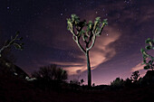 Joshua trees (Yucca brevifolia) standing in front of a starry night sky with pink clouds; Joshua Tree National Park, California, United States of America