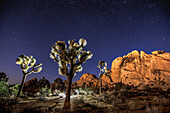 Joshua trees (Yucca brevifolia) standing in front of rock formations under a starry night sky; Joshua Tree National Park, California, United States of America
