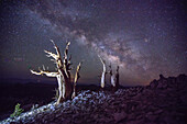Die Milchstraße über uralten Borstenkiefern (Pinus longaeva) unter dem Nachthimmel; Bishop, Inyo county, Kalifornien, Vereinigte Staaten von Amerika