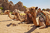 Kamele (Camelus) liegen im Sand und warten auf Passagiere, am Strand von Side, einem Badeort in der Nähe von Manavgat an der Mittelmeerküste von Anatolien; Side, Anatolien, Türkei