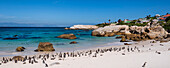 Eine Kolonie südafrikanischer Pinguine (Spheniscus demersus) entlang des Boulders Beach am Wasser in Simon's Town; Kapstadt, westliche Kap-Provinz, Südafrika