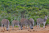 Zebras (Equus zebra) stehen in der Savanne beim Grasen im Addo Elephant National Park; Ostkap, Südafrika