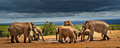Afrikanische Elefanten (Loxodonta) versammeln sich an einer Wasserstelle im Addo Elephant National Park unter einem stürmischen Himmel; Ostkap, Südafrika