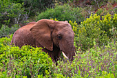 Portrait of an African elephant (Loxodonta) standing in the brush on the savanna at Addo Elephant National Park; Eastern Cape, South Africa