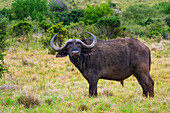 Portrait of a bull, African cape buffalo (Syncerus caffer caffer) standing in a field in Addo Elephant National Park Marine Protected Area; Eastern Cape, South Africa