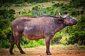 Profilporträt einer Kuh, Afrikanischer Kaffernbüffel (Syncerus caffer caffer) stehend in einem Feld im Addo Elephant National Park Marine Protected Area; Ostkap, Südafrika