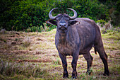 Portrait and African cape buffalo (Syncerus caffer caffer) standing in a field in Addo Elephant National Park Marine Protected Area; Eastern Cape, South Africa