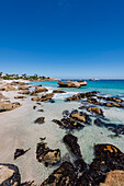 Felsiges Ufer mit großen Felsbrocken und Häusern am Strand entlang des Atlantischen Ozeans am Clifton Beach; Kapstadt, Westkap, Südafrika