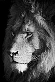Nahaufnahme eines Löwen (Panthera leo), Kopfaufnahme eines männlichen Tieres, das bei Sonnenaufgang in die Savanne hinausschaut; Serengeti, Tansania