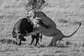 Zwei Löwen (Panthera leo) attackieren einen afrikanischen Büffel (Syncerus caffer) von hinten in der Savanne bei Klein's Camp; Serengeti, Tansania
