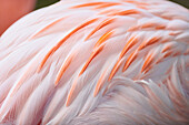 Detailaufnahme des Gefieders eines chilenischen Flamingos (Phoenicopterus chilensis), in Gefangenschaft; Bayern, Deutschland