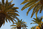 Palm trees in the cit of Cagliari, southern Sardinia, Italy.; Cagliari, Sardinia, Italy.