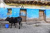 Horned cow standing in front of Ethiopian Souvenir and Coffee shops; Ethiopia