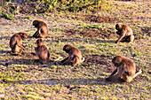 Group of young gelada (Theropithecus gelada), bleeding-heart monkeys, in a field; Ethiopia