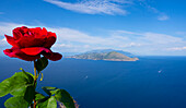 Eine rote Rose umrahmt den Blick von der Villa Jovis auf der Insel Capri über die Amalfiküste und die Bucht von Neapel; Neapel, Capri, Italien