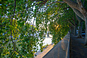 Baumzweige, die sich über die Steinmauer und den Gehweg entlang des Tiberufers wölben, mit einem Blick auf das Vittoriano, Victor Emanuel II Denkmal, in der Dämmerung; Rom, Italien