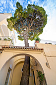 Ein Baum wächst durch einen offenen Torbogen auf eine Dachterrasse des Grand Hotel Quisisana in Capri-Stadt; Neapel, Capri, Italien
