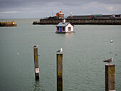 Folkestone Harbour mit Möwen und schwimmenden Häusern Kunstinstallation; Folkestone, Kent, England, Vereinigtes Königreich