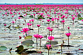 Rosa Seerosen (Nymphaeaceae) blühen auf dem See; Red Lotus Lake, Chiang Haeo, Thailand