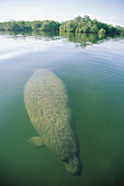 Eine Seekuh schwimmt nahe der Wasseroberfläche; Belize.