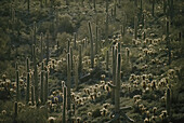 Cacti near Tucson, Arizona.; TUCSON, ARIZONA.