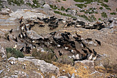 A herd of goats run down a path on the ridge of Baisun-Tau ridge.; Uzbekistan.