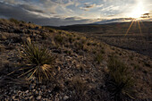 The Chihuahuan Desert in the Guadalupe Mountains of southern New Mexico.; Carlsbad Caverns National Park, New Mexico.
