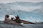 Wreckage of a century old whaling ship in the water along the shore at Enterprise Island in Antarctica; Antarctica