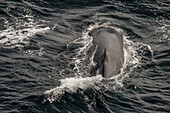 Close-up of a Sei Whale (Balaenoptera borealis) surfacing for a breath at the entrance of Beagle Channel in Antarctica; Antarctica