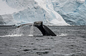 Fluke of a whale diving in Antarctica's Orne Harbour; Antarctica