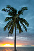 Lone palm tree and a golden sunset at Celestun; Yucatan State, Mexico