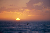 A kayaker paddles in the Atlantic Ocean off of Cape Hatteras.; Cape Hatteras, North Carolina.