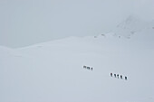 A group of back country skiiers heading uphill in low visibility.; Selkirk Mountains, British Columbia, Canada.