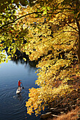 Ein Fünfzehnjähriger paddelt mit seinem SUP durch das leuchtende Herbstlaub auf dem Widewater-Abschnitt des C&O-Kanals; Potomac, Maryland.