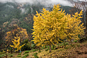 Fall colors in Japan's Iya Valley, a remote mountainous valley in western Tokushima Prefecture on Shikoku Island; Iya Valley, Tokushima Prefecture, Japan