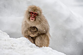 Porträt eines Japanischen Makakenaffen (Macaca fuscata), oft auch als Schneeaffe bezeichnet, der auf einer Schneewehe sitzt und den fallenden Schnee im Jigokudani Affenpark am Fuße des Joshinetsu Kogen Nationalparks betrachtet; Bezirk Shimotakai, Präfektur Nagano, Japan