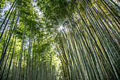 Bambusbäume (Bambusa) in Kyotos Sagano Forest Grove, eine der meistfotografierten Sehenswürdigkeiten der Stadt. Er befindet sich nordwestlich von Kyoto in Japan in der Nähe des Tenryu-ji-Tempels im Bezirk Arashiyama; Kyoto, Japan
