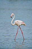 Portrait of a Greater Flamingos (Phoenicopterus roseus) wildlife, standing in the water in the Parc Naturel Regional de Camargue; Camargue, France