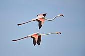 Zwei Große Flamingos (Phoenicopterus roseus), fliegend in der Luft vor blauem Himmel im Parc Naturel Regional de Camargue; Camargue, Frankreich