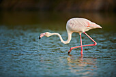 A Greater Flamingo (Phoenicopterus roseus) wildlife, standing in the water in the Parc Naturel Regional de Camargue; Camargue, France
