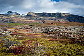 Colorful moss and shrubs on the tundra with mountain peaks in the background; Iceland