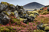 View of volcano with colorful shrubs and moss covered rocks on the tundra in the foreground; Iceland