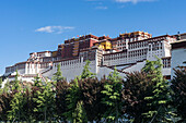 View of the Potala Palace, once the Winter Palace of the Dalai Lamas, with a bright blue sky and trees in the foreground; Lhasa, Tibetan Autonomous Region, Tibet