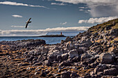 Seevogel fliegt über einen felsigen Strand auf der Insel Flatey, Teil einer Gruppe von etwa vierzig großen und kleinen Inseln und Inselchen in Brei??r im nordwestlichen Teil Islands mit dem Leuchtturm Klofningur im Hintergrund; Westliche Inseln, Island